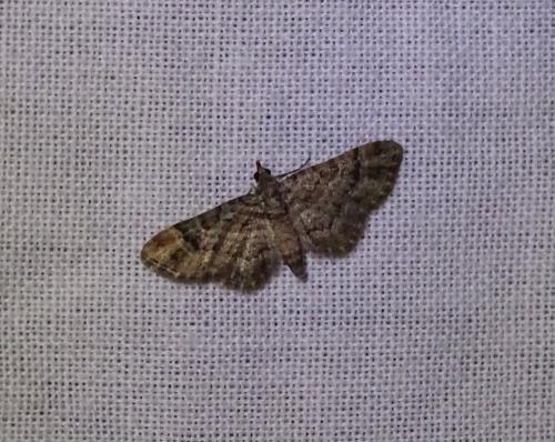 Gymnoscelis rufifasciata